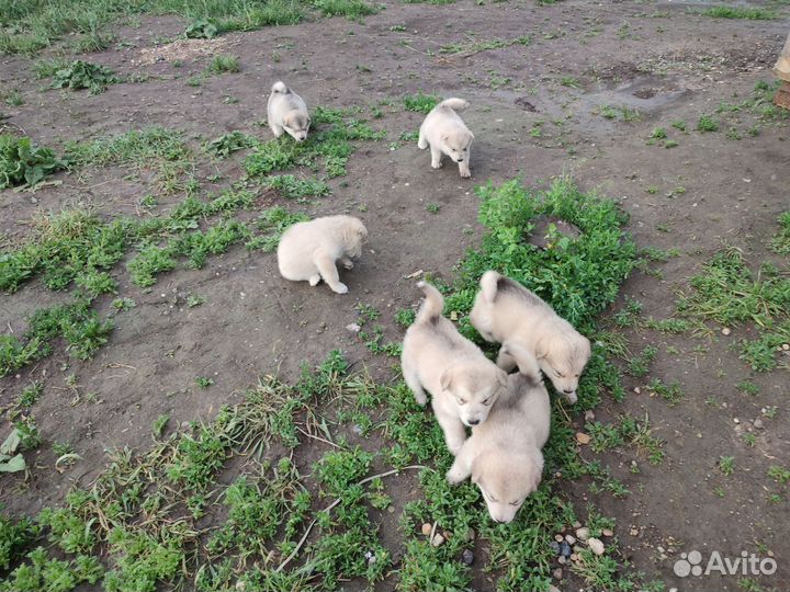 Щенки маламута