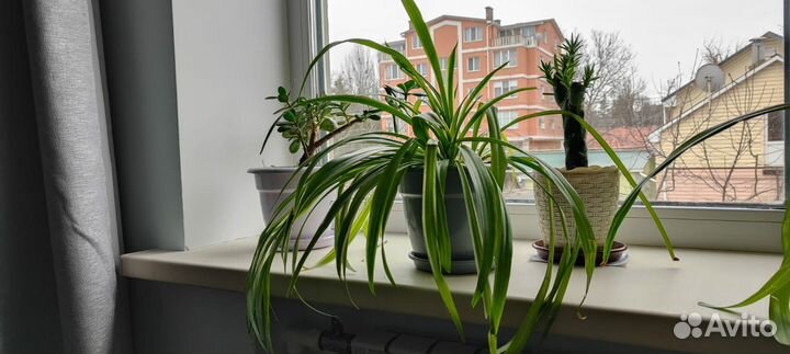 Комнатные растения, цветы домашние