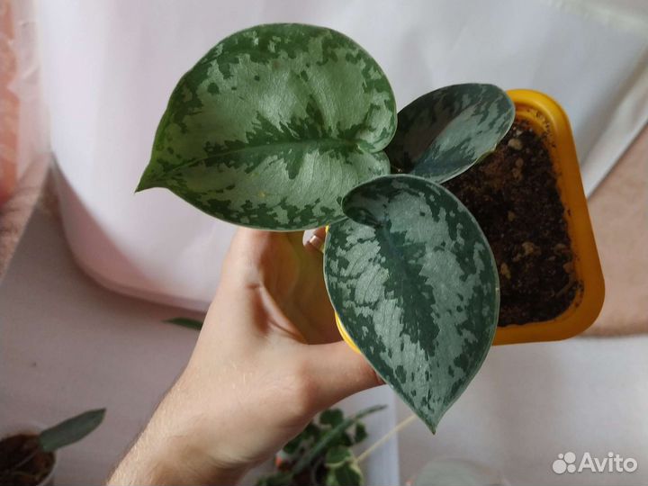 Сциндапсусы, эпипремнумы, сортовые