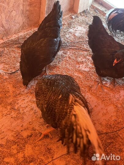 Молодые петухи