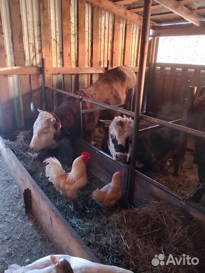 Быки на мясо