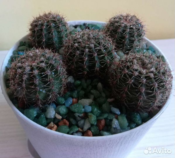 Кактус