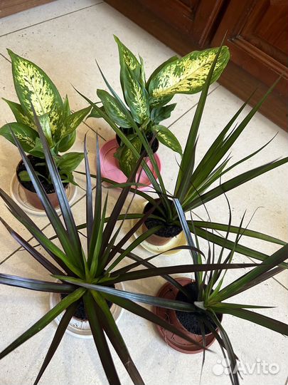 Диффенбахия и Драцена