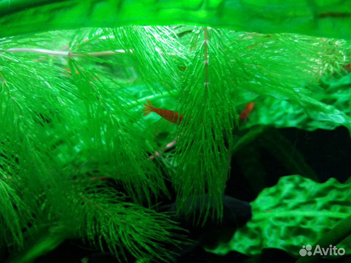 Креветки вишни