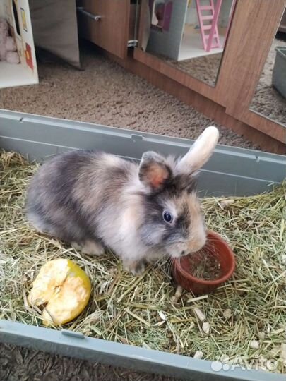 Декоративные кролики