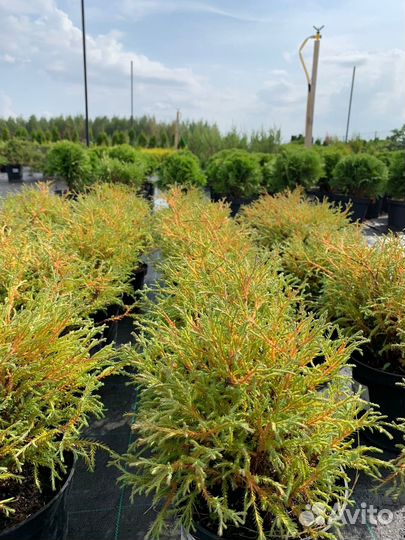 Туя мистер боулинг болл