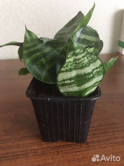 Сансевиерия(«Тещин язык»)