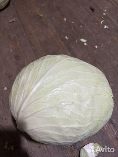 Капуста оптом