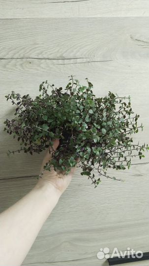 Комнатные цветы каллизия