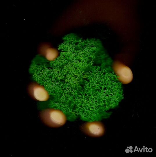 Мох для дизайна Оливковый