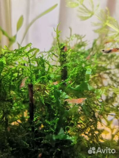 Креветки вишня