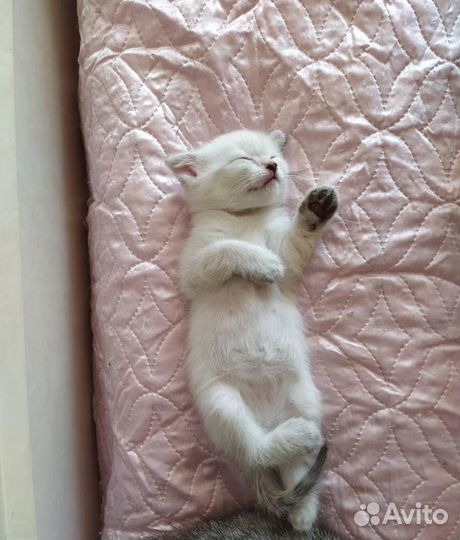 Передержка животных