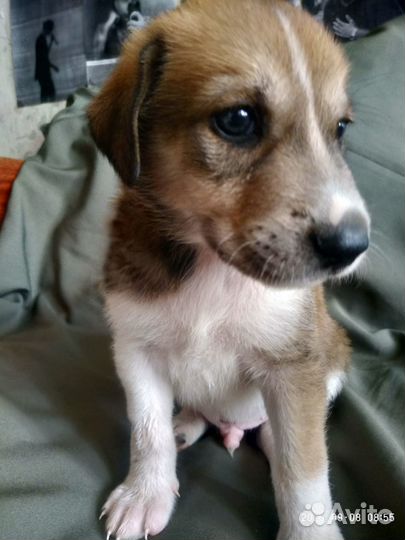 Бесплатно в добрые руки