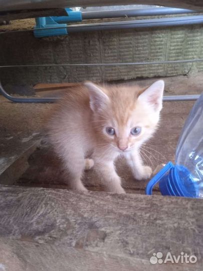 Отдам котят в добрые руки