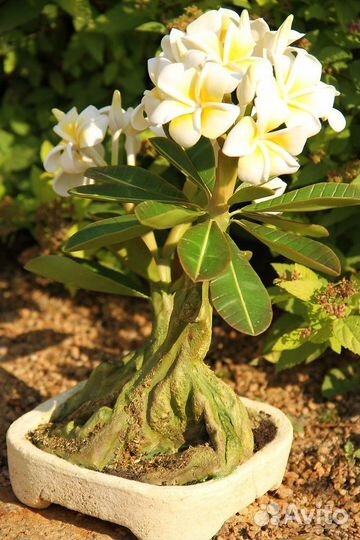 Семена: адениум, астрофитум, плюмерия, лавр