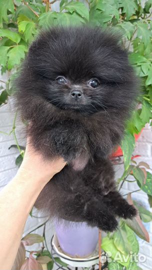 Померанский шпиц