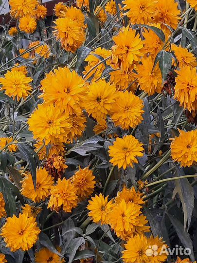 Многолетние цветы