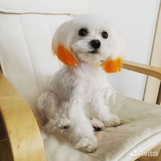 Вязка Мальтезе