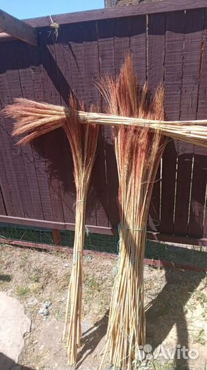 Семена веника Сорго