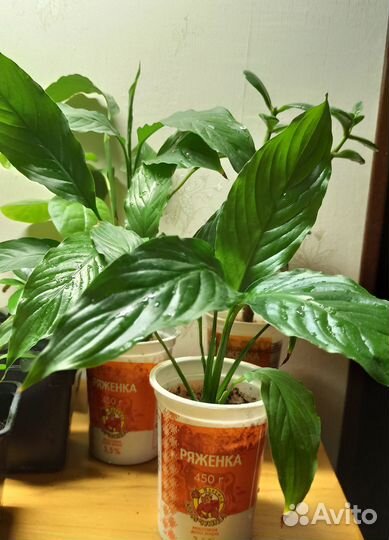 Цветы комнатные