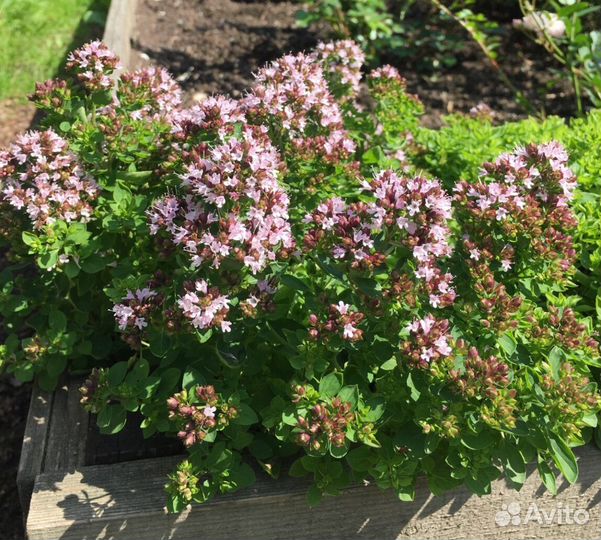 Душица (многолетник)