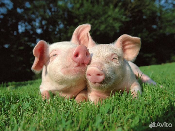 Продам хряка на племя