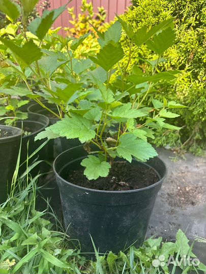 Растения для сада