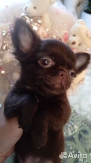 Щенки чихуахуа