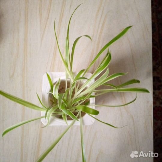 Хлорофитум