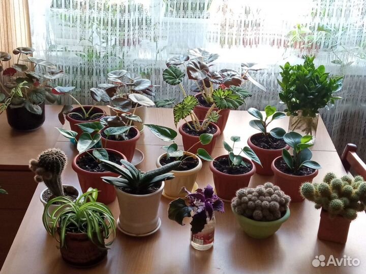 Комнатные растения цветы