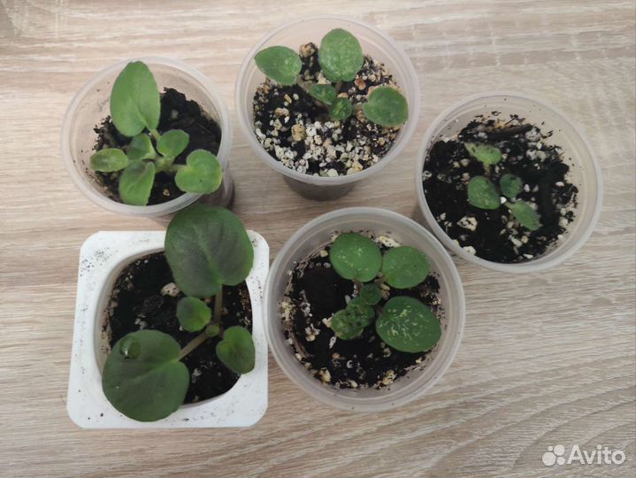 Детки сортовых фиалок