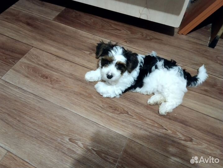 Щенки бивер йорка