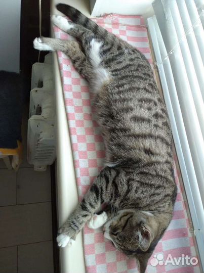 Ласковый котик 8 мес. кастрирован, в добрые руки