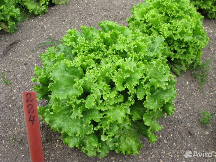 Семена Салата Листового 