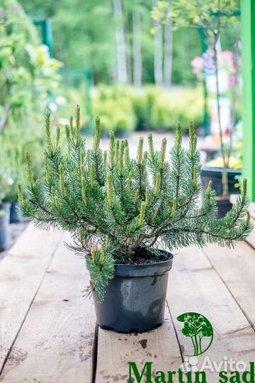 Сосна горная