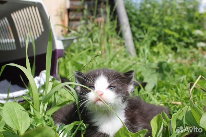 Кот 2 (07.06.2023 г.), чёрно-белый (симметричный)