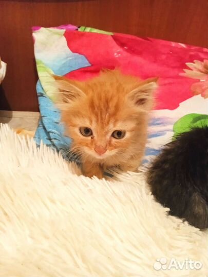 Найдены котята