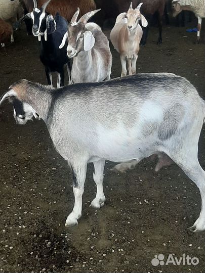 Дойные козы