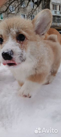 Вельш-корги щенки