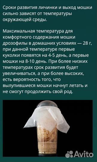 Нелетающая мошка (Дрозофила)