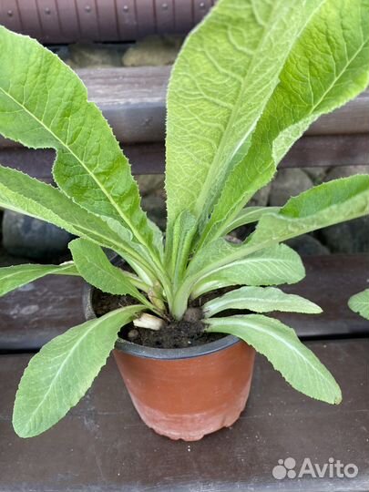 Примула мелкозубчатая