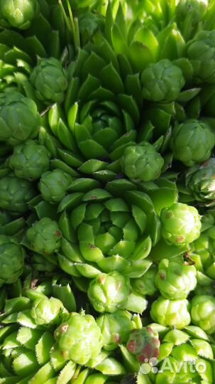 Многолетние растения для сада