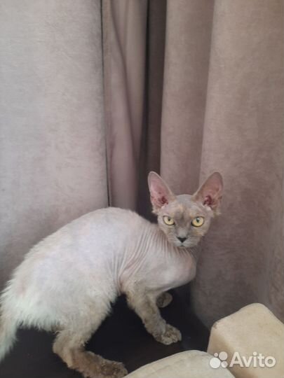 Девон-рекс и шпиц