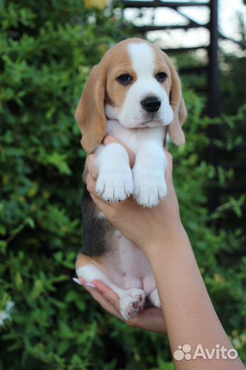 Щенки бигль. Питомник