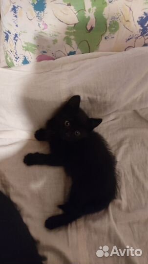 Черный котик