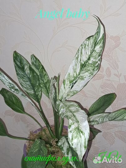 Спатифиллум Ангел бэби