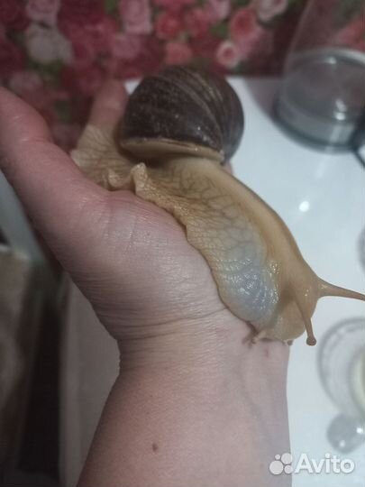 Улитки ахатины