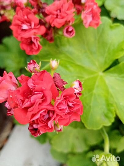 Герань пеларгония