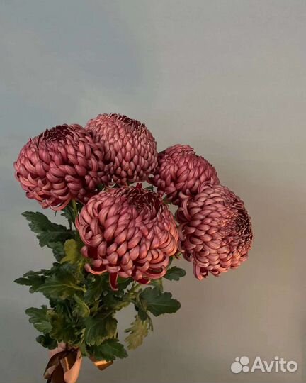 Хризантема 