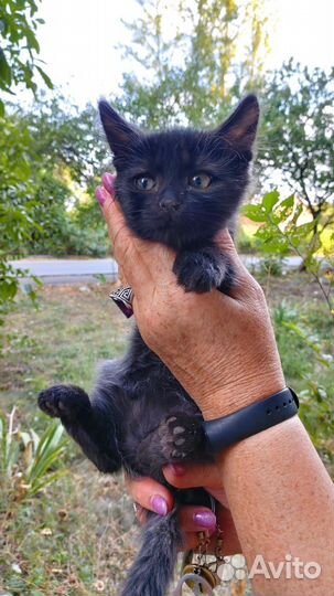 Котята